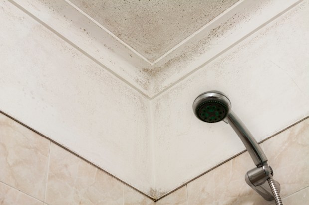 Mouldy corner in a shower room or bathroom with an out of focus shower head in the lower left of the image. The ceiling and wall are covered with dirty mould.