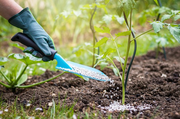 Gardening hacks for tomatoes: The bizarre dental hack that actually ...