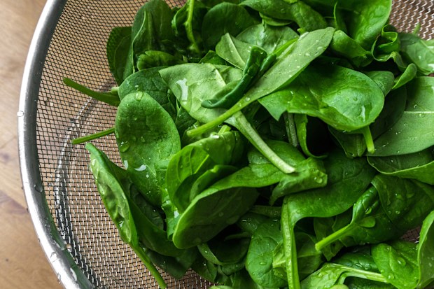 fresh young spinach leaves in a sieve on a table