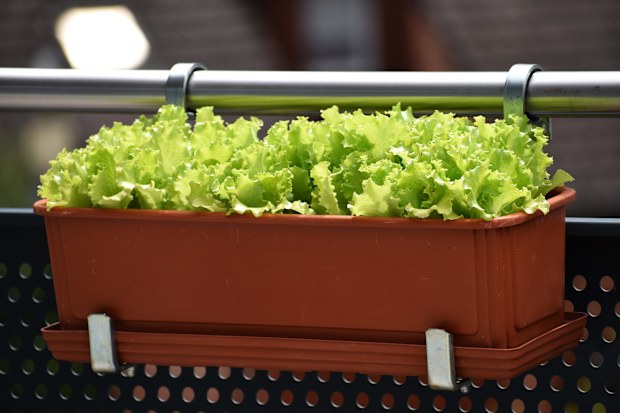 Lettuce in a pot hung on balcony.