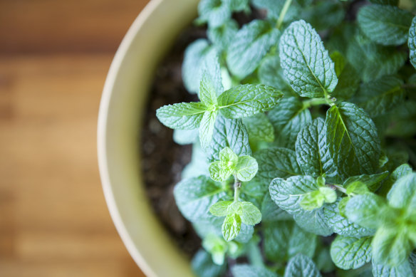 Mint is an easy herb to grow.