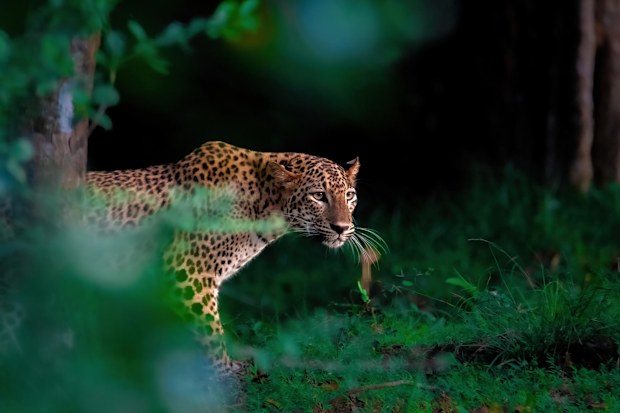 The Sri Lankan leopard