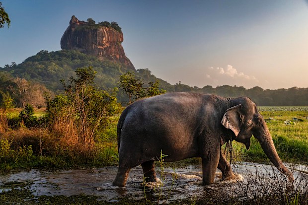 Sri Lankan elephant
