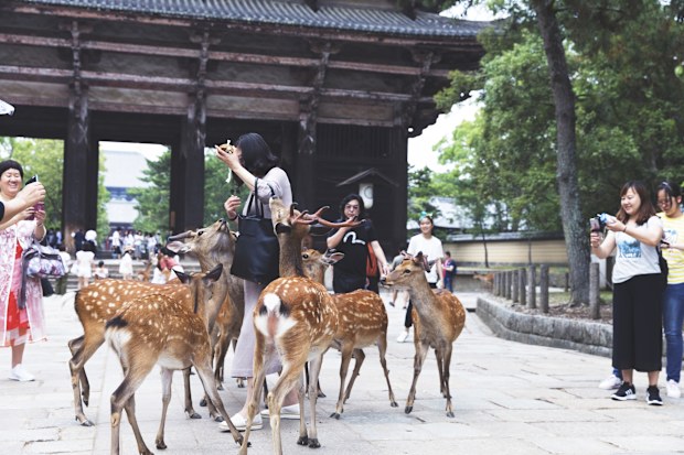 Nara near Kyoto is popular but very busy