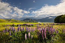 Visit in spring to see the famous lupins.