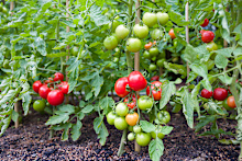 Gardening hacks can be fun to try and some of them actually have science to back them up.