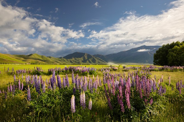 Wild lupines growing along the Ahuriri riverbank back onto cultivated farmland