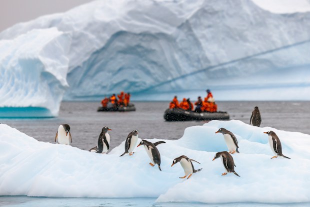 Gentoo penguins on an iceberg as Antarctic tourists pass by on a Zodiac cruise. stock photo