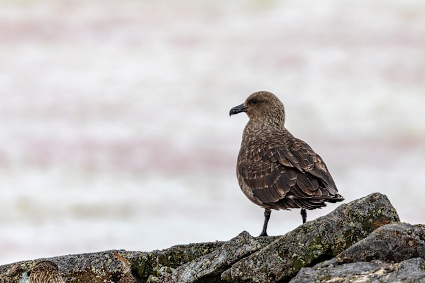 A brown skua is the first confirmed case of H5 bird flu in mainland Australia.