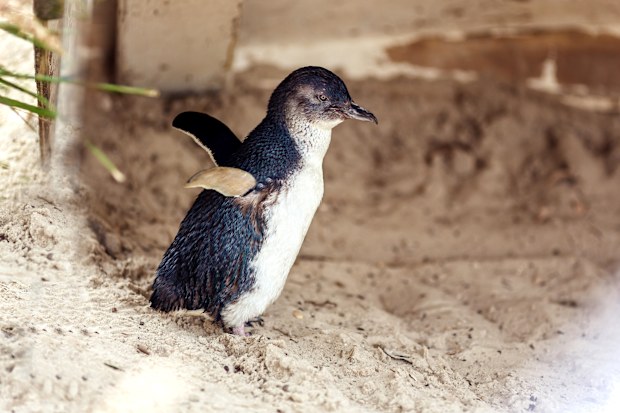 Penguen