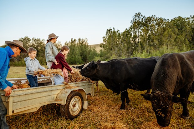 A family with two children is feeding cattle from a trailer in a rural farm setting during sunset, surrounded by greenery and livestock.