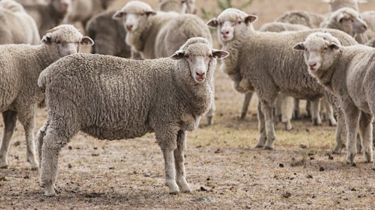 Agriculture Minister orders urgent overhaul of own department's handling of live export trade