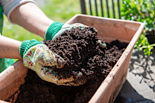 Potting mix is best fresh from an unopened bag, but an open bag can be OK if stored well, and it’s less than a year old.