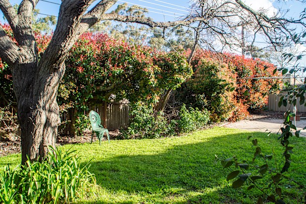 A large tree frames the view of an attractive garden at the back of a domestic home. The lawn is a vibrant green and the garden or yard is hedged by colorful bushes.