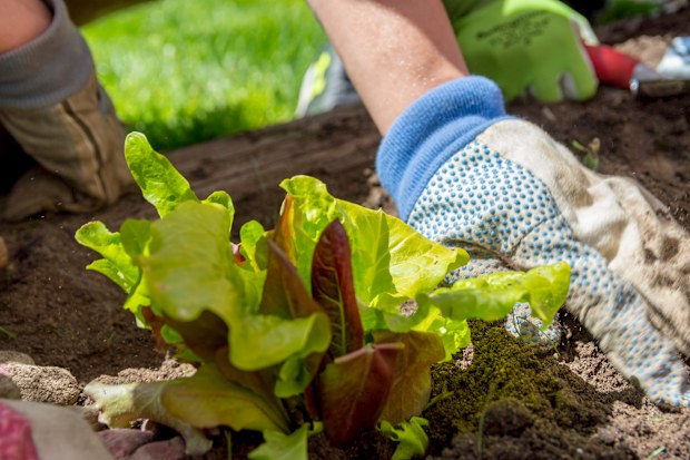 Lettuce plant being planted in a backyard garden.