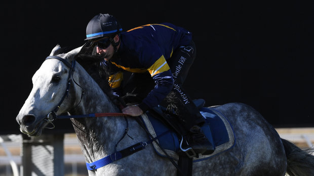 Quirky: three-time TJ Smith champion Chautauqua after failing to jump at an August barrier trial.