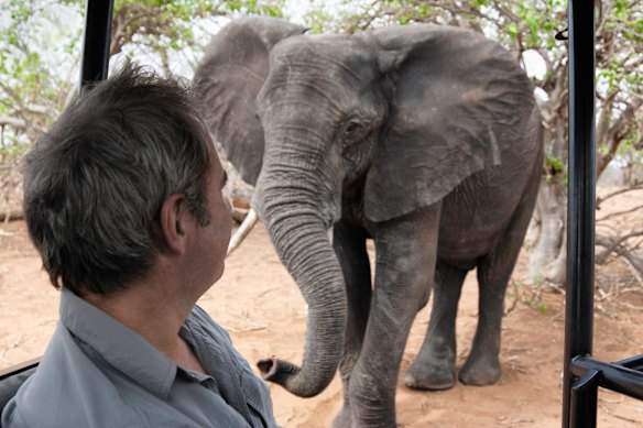 Big male tuskers can be beautiful, but frightening.