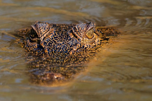 A croc in cruise mode.