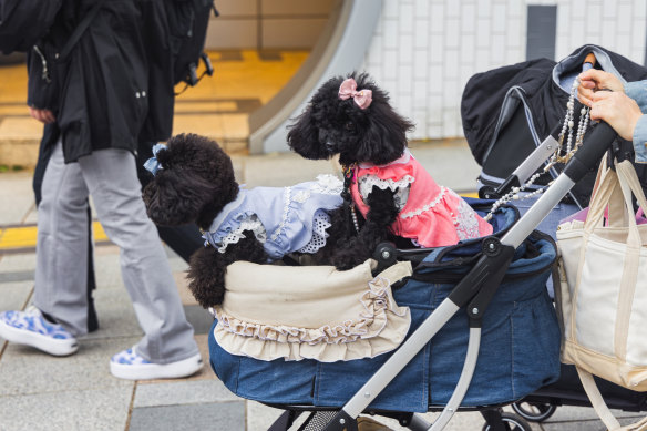 A woman pushes a stroller with two dogs in Tokyo.