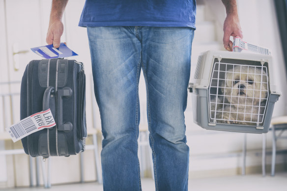 Pets are not the most popular passengers on board planes in the US.