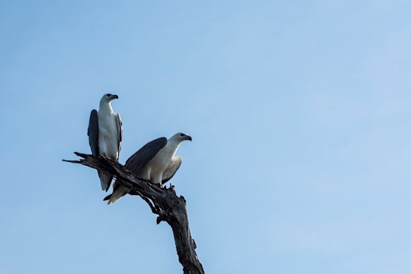 White-bellied sea eagles perched above the action.