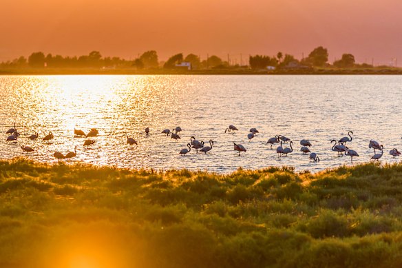 Flamingos at sunset on the Ebro Delta.