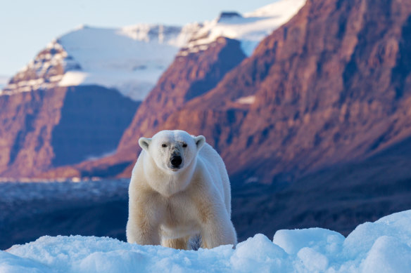 The exact population of polar bears in east Greenland is unknown.