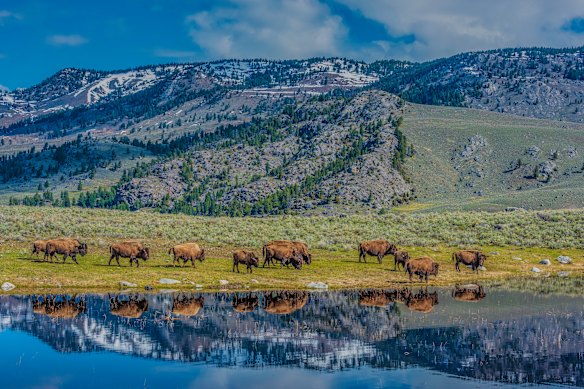 Bisonti al pascolo nel Parco Nazionale di Yellowstone.