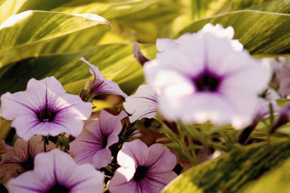 Petunias are beautiful this time of year.