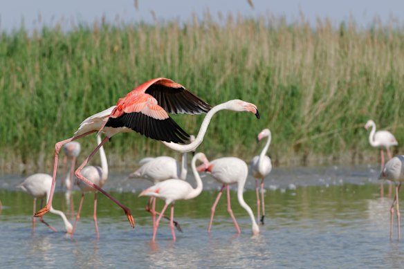 The wetlands are home to 300 species of birds, including flamingos.