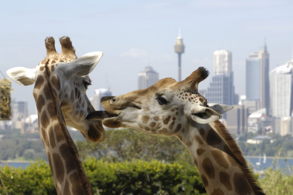 Giraffes aren’t Australia’s best ambassadors, but Taronga Zoo does show off the city. 