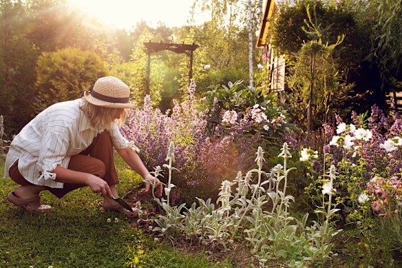 Keeping soil covered with mulch helps to slow down moisture loss.