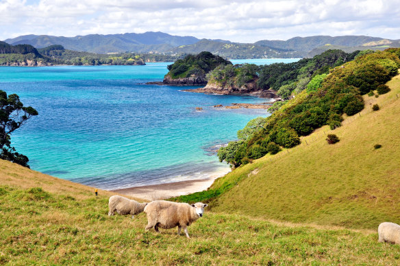 Of the Bay of Islands, Urupukapuka is the only accessible to visitors.