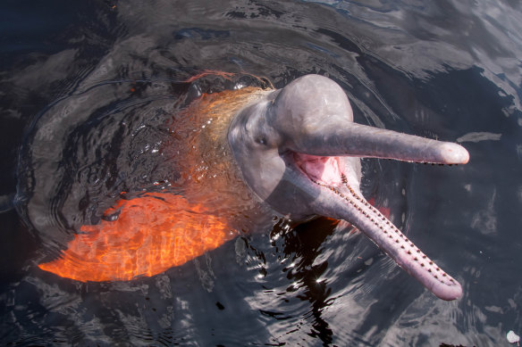 An Amazon pink dolphin, or boto, near the city of Novo Airão, Amazonas, Brazil.