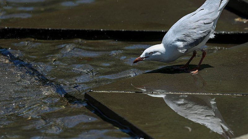 WA government steps up preparedness as bird flu reports increase nationally