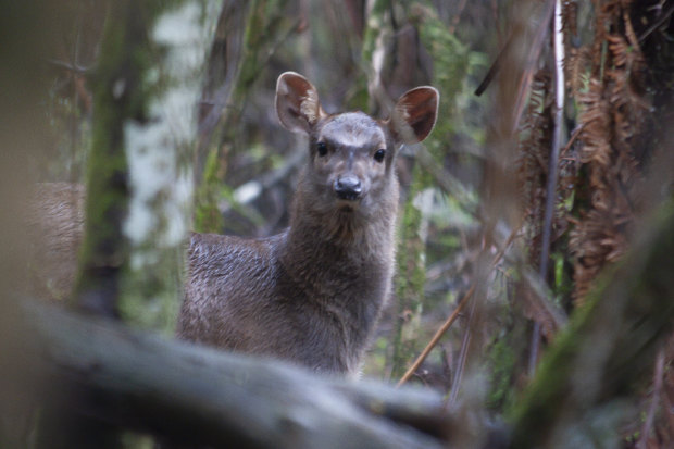 A feral deer in Sherbrooke Forrest.