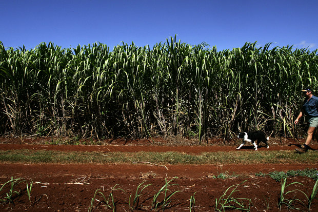 Hinkler takes in a lot of cane country.