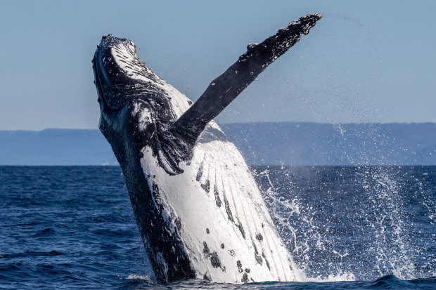 A humpback whale off the coast of Cronulla and Bundeena this winter.