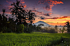 Morning scenery at paddy rice-field with Agung mountain as background, Ubud, Gianyar , Bali, indonesia
