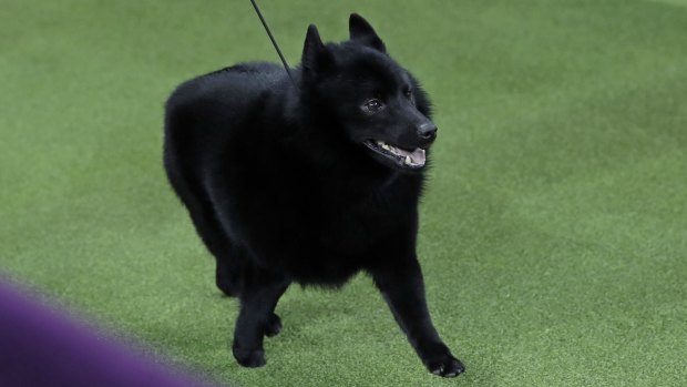 Excused: Colton, a schipperke, was allowed to walk onto the field but was then excused.