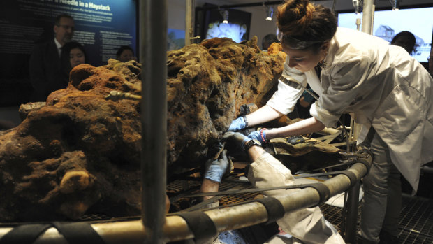 Archaeologists at the Whydah Pirate Museum remove what is believe to be a leg bone from a concretion in West Yarmouth. 