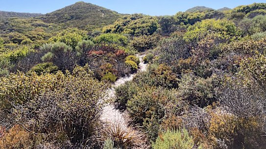 A tapestry of shrubs growing in coastal sandplains near Denmark, in south-west Western Australia.