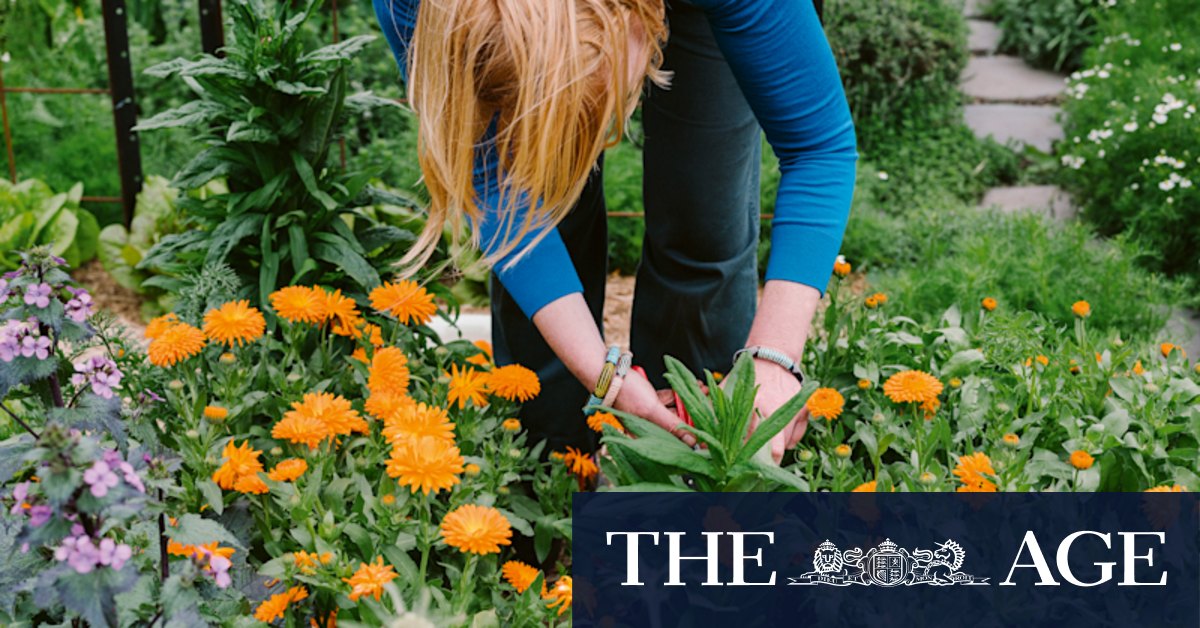 The big secret for starting a garden? You're going to kill plants - Vimarsana News