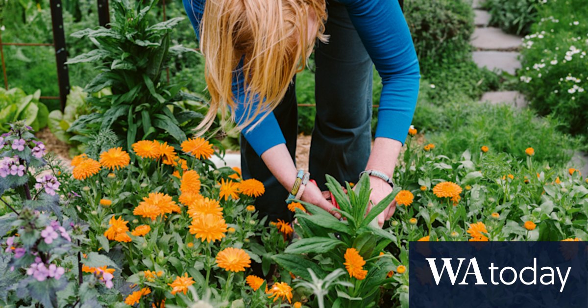 The big secret for starting a garden? You're going to kill plants - Vimarsana News