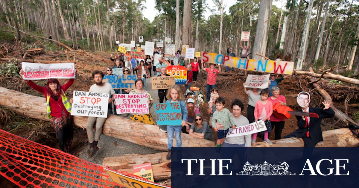Wombat Forest salvage plan in earmarked national park worries locals - Vimarsana News