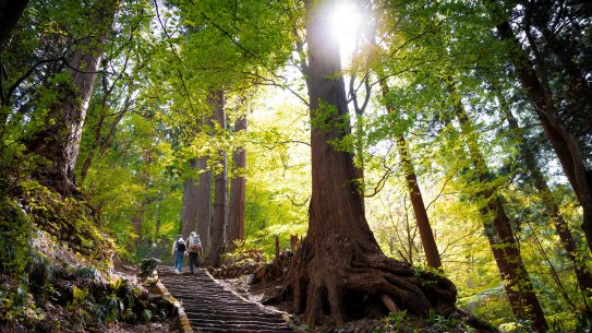 Hiking Mount Haguro in Japan with Ponant.