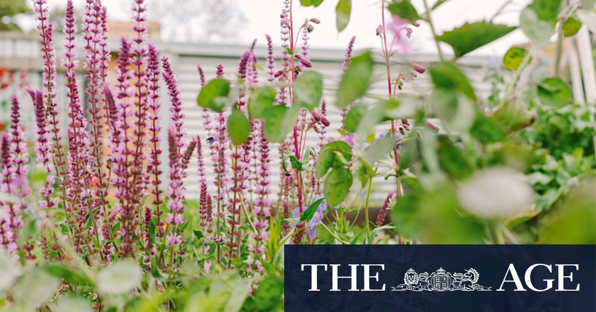 Salvias are a good plant if you don't have time for gardening - Vimarsana News