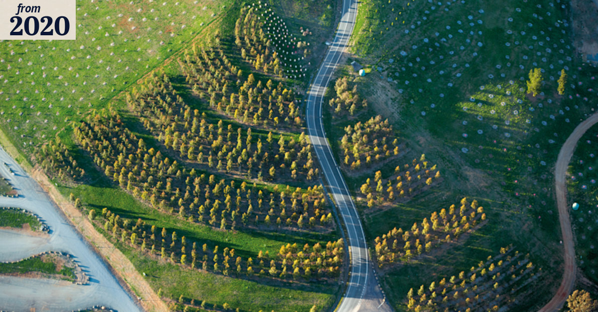 Tree collecting is becoming a conservation mission with plenty eager to ...