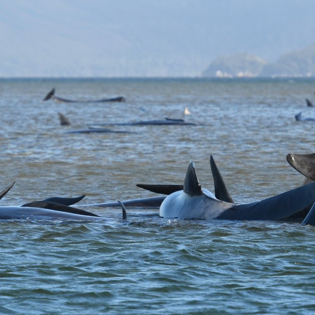 The whales stranded on a sandbank at Macquarie Harbour off Strahan in September.  