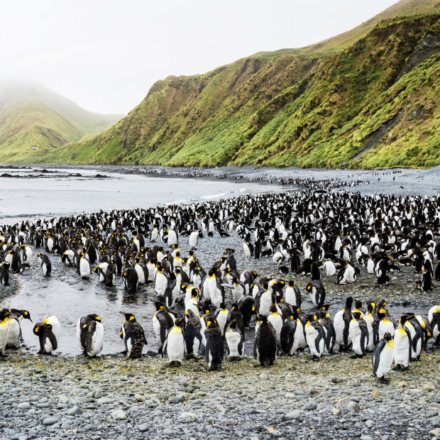 Macquarie Island is recognized by UNESCO as a breeding ground for 3.5 million seabird species.